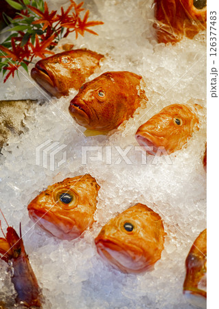 魚 魚類 サカナ 126377483