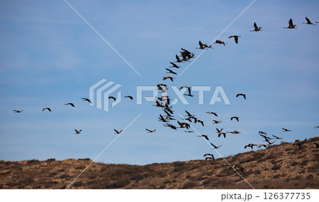 Migration of flock of cranes in the sky Migration of flock of cranes in the sky 126377735
