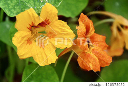 キンレンカ・亜熱帯の森(沖縄県・うるま市) キンレンカ・亜熱帯の森(沖縄県・うるま市) 126378032