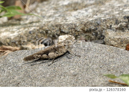 イボバッタ 126378160