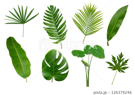 Banana, palm and momstera green leaf tropical plant isolated on white background. Banana, palm and momstera green leaf tropical plant isolated on white background. 126378248