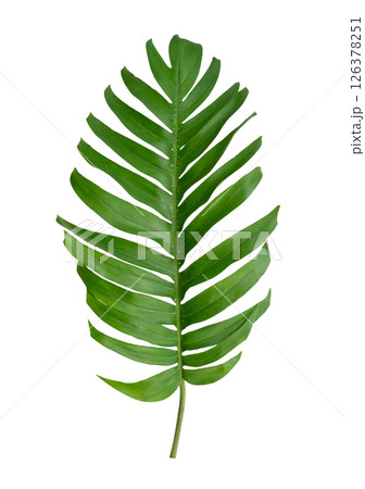 Monstera green leaf tropical plant isolated on white background with clipping path. 126378251