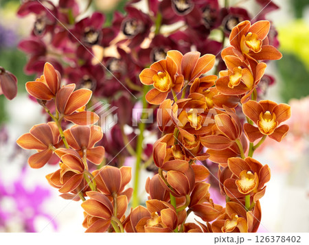 切花　シンビジウム 126378402