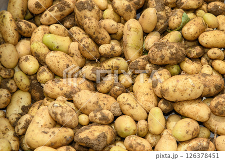 収穫したジャガイモ 収穫したジャガイモ 126378451