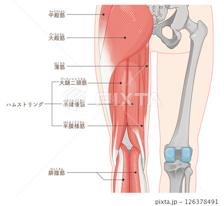下肢の筋肉のイラスト  muscles of the lower limbs 126378491