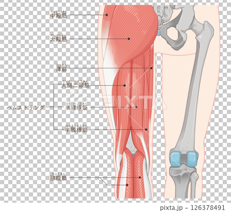 下肢肌肉圖解 126378491