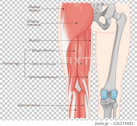 Illustration of the muscles of the lower limbs 126378492