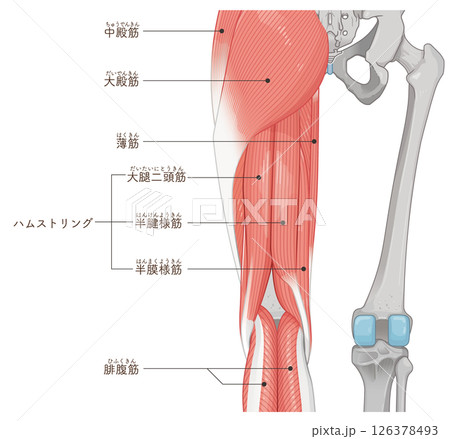 下肢の筋肉のイラスト muscles of the lower limbs 下肢の筋肉のイラスト muscles of the lower limbs 126378493