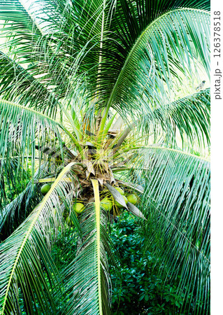 Thick palm leaves create a lush foreground, surrounded by vibrant jungle foliage in Thailand. 126378518