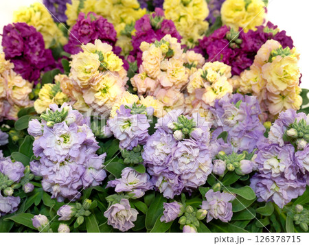ストックの花苗 126378715