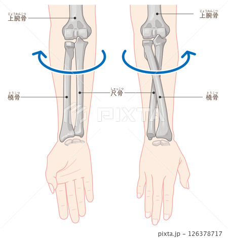 前腕の回内運動・回外運動のイラスト Arm Pronation and Supination 126378717