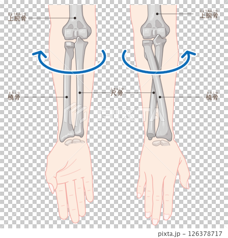 Illustration of forearm pronation and supination 126378717