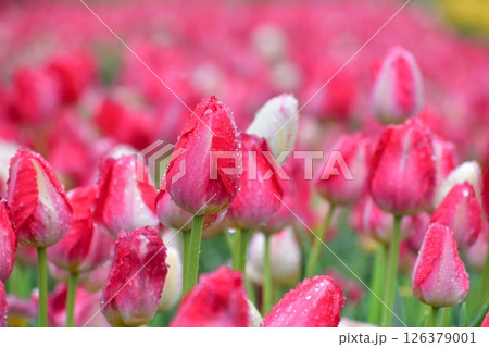 島根　チューリップ　春　伯太チューリップ　花 126379001