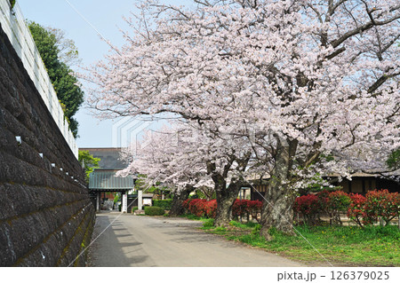 満開のサクラの花(浄見寺)(春、四月) 満開のサクラの花(浄見寺)(春、四月) 126379025