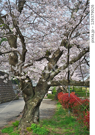 古木のサクラの花(浄見寺)(春、四月) 古木のサクラの花(浄見寺)(春、四月) 126379026