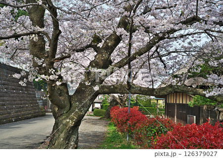古木のサクラの花(浄見寺)(春、四月) 古木のサクラの花(浄見寺)(春、四月) 126379027