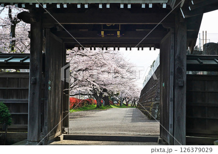 満開のサクラの花（浄見寺）（春、四月） 126379029