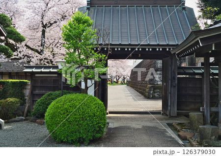 満開のサクラの花（浄見寺）（春、四月） 126379030