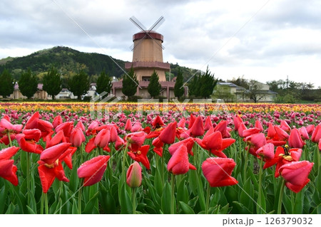 島根　チューリップ　春　伯太チューリップ　花 126379032