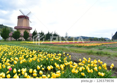 島根 チューリップ 春 伯太チューリップ 花 島根 チューリップ 春 伯太チューリップ 花 126379036