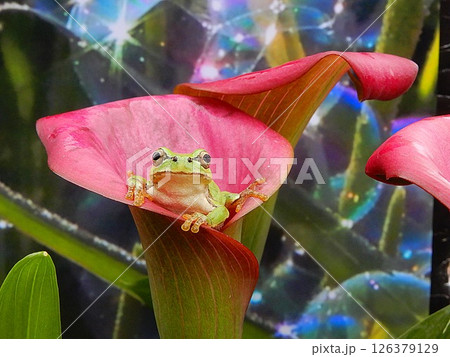 カラーの花とカエル カラーの花とカエル 126379129