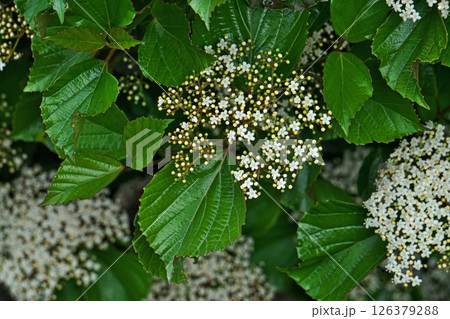 白いハクサンボクの花(春、四月) 白いハクサンボクの花(春、四月) 126379288