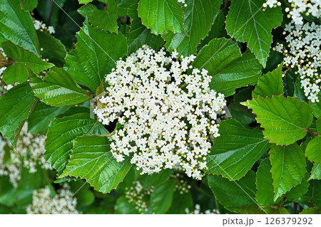 白いハクサンボクの花(春、四月) 白いハクサンボクの花(春、四月) 126379292