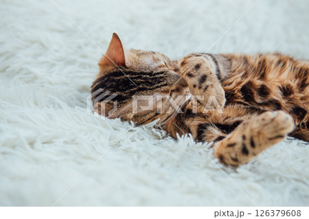 Bengal kitty cat laying on the white fury blanket Bengal kitty cat laying on the white fury blanket 126379608