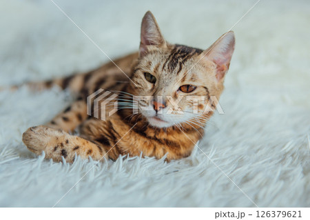 Bengal kitty cat laying on the white fury blanket Bengal kitty cat laying on the white fury blanket 126379621