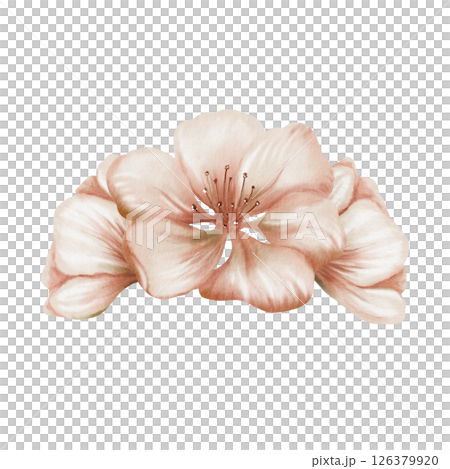 Cherry blossoms and delicate buds isolated on white. Soft watercolor floral illustration for spring wedding decor, botanical branding or romantic stationery design 126379920