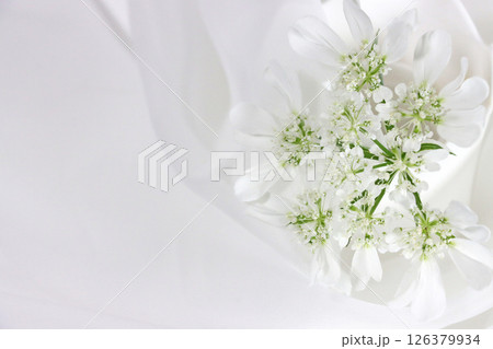白いオルレアの花　白い布のドレープ背景 126379934