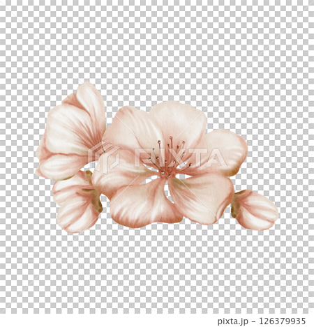Cherry blossoms and delicate buds isolated on white. Soft watercolor floral illustration for spring wedding decor, botanical branding or romantic stationery design Cherry blossoms and delicate buds isolated on white. Soft watercolor floral illustration for spring wedding decor, botanical branding or romantic stationery design 126379935