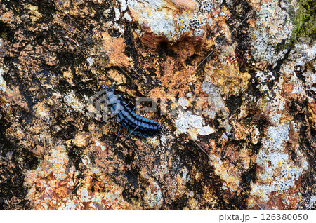 オサムシの幼虫 オサムシの幼虫 126380050