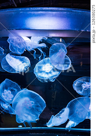 神秘的なクラゲの水槽｜縦位置 126380275