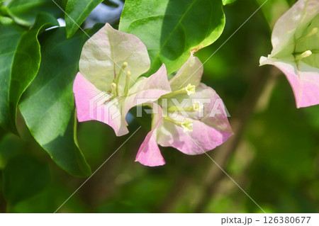 ブーゲンビリア・亜熱帯の森（沖縄県・うるま市） 126380677