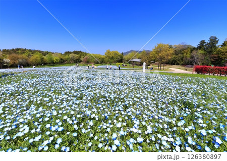 【香川県】春の国営讃岐まんのう公園（ネモフィラ） 126380897