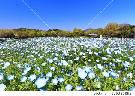 【香川県】春の国営讃岐まんのう公園（ネモフィラ） 126380898