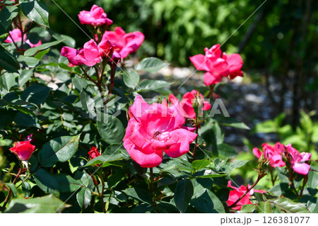 バラ「ノックアウト」バラの殿堂入り Rose "Knock Out" Rose Hall of Fa バラ「ノックアウト」バラの殿堂入り Rose "Knock Out" Rose Hall of Fa 126381077