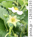 いちごの花 126381193