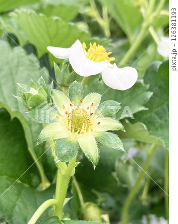いちごの花 126381193