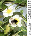 蜂 126381287