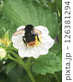 蜂 126381294