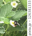 蜂 126381333