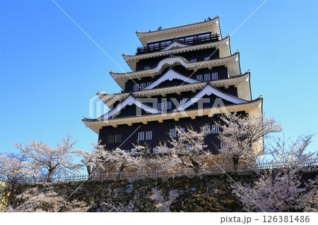 【広島県】桜咲く春の福山城(復興後)福山城桜まつり 【広島県】桜咲く春の福山城(復興後)福山城桜まつり 126381486