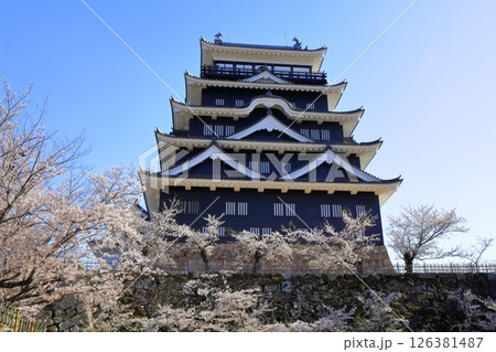 【広島県】桜咲く春の福山城(復興後)福山城桜まつり 【広島県】桜咲く春の福山城(復興後)福山城桜まつり 126381487