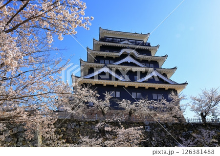 【広島県】桜咲く春の福山城（復興後）福山城桜まつり 126381488