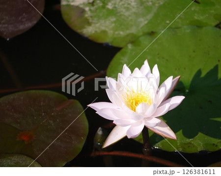 蓮の花 126381611