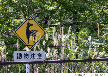 鹿の絵が書かれた動物注意の道路標識 126381843