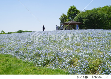 備北丘陵公園花の広場の景色 備北丘陵公園花の広場の景色 126382008