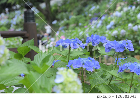 アジサイ お寺 アジサイ お寺 126382043